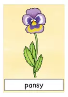 Vorschau - Bildkarten - Englisch Bildkarten spring flowers - Seite 3