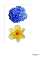 Vorschau - Stationenlernen - Blumen Symmetrie Puzzle Zuordnungsspiel - Seite 1