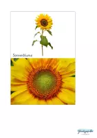 Vorschau - Stationenlernen - Erforschen ungiftige Blumen in der Natur - Seite 2