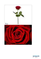 Vorschau - Stationenlernen - Erforschen ungiftige Blumen in der Natur - Seite 3