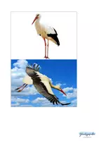 Vorschau - Stationenlernen - Vogel Birds Flash Cards, Merkspiel - Seite 1