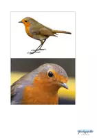 Vorschau - Stationenlernen - Vogel Birds Flash Cards, Merkspiel - Seite 2