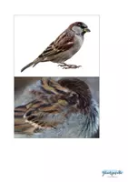 Vorschau - Stationenlernen - Vogel Birds Flash Cards, Merkspiel - Seite 3