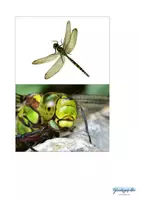 Vorschau - Stationenlernen - Insekten Kleintiere Krabbeltiere, Naturforscher - Seite 1