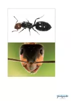 Vorschau - Stationenlernen - Insekten Kleintiere Krabbeltiere, Naturforscher - Seite 2