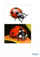 Vorschau - Stationenlernen - Insekten Kleintiere Krabbeltiere, Naturforscher - Seite 3