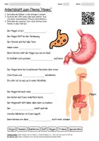 Vorschau - Arbeitsblätter - Lernposter + Arbeitsblatt "Magen" + Onlineübung & MP3 + Mindmap + Infografik - Seite 1