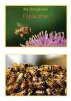 Vorschau - Bildkarten - Honigbiene - Fotokartei / Biene Bilder Kartei - Seite 1