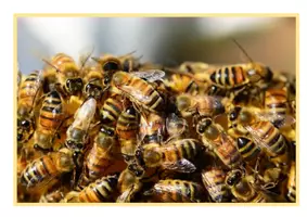 Vorschau - Arbeitsblätter - Materialpaket Bienen - Infokärtchen, Arbeitsblätter und Bildkarten - Seite 2