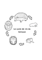 Aperçu - Feuilles d'exercices - cycle de vie du hérisson - Page 1