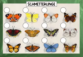 Vorschau - Fördermaterial/Inklusion - Schmetterlinge Übersichtsblatt - Seite 2