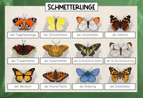 Vorschau - Fördermaterial/Inklusion - Schmetterlinge Übersichtsblatt - Seite 3