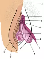 Vorschau - selbst erstellte Cliparts/Grafiken - Abbildung der Klitoris / Vulva für den Sexualkundeunterricht - Seite 1