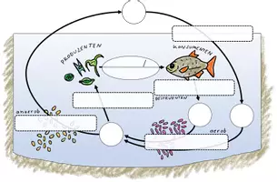 Vorschau - Arbeitsblätter - Arbeitsblatt Phosphat- und Stickstoffkreislauf im Ökosystem See - Deckblatt