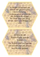 Vorschau - Poster - Die Biene - Lesekärtchen zum Lesen, Zuordnen oder als Tafelbild / Honigbiene - Seite 2