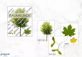 Vorschau - Stationenlernen - Baumkunde, Naturkunde, Bäume und deren Früchte zuordnen - Deckblatt