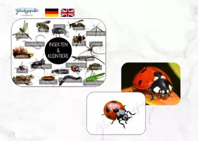 Vorschau - Stationenlernen - Insekten Kleintiere Krabbeltiere, Naturforscher - Deckblatt