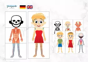 Vorschau - Bildkarten - Körper Puzzle 3 teilig, Menschlicher Körper, Anatomie - Deckblatt
