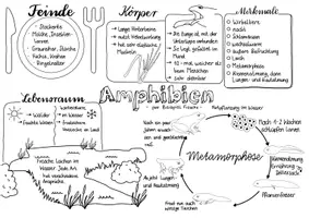 Vorschau - Arbeitsblätter - Amphibien Sketchnote - Deckblatt