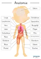 Vorschau - Arbeitsblätter - Anatomie des Menschen und dessen Organe, Busy Book - Seite 1