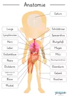 Vorschau - Arbeitsblätter - Anatomie des Menschen und dessen Organe, Busy Book - Seite 2
