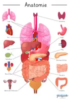 Vorschau - Arbeitsblätter - Anatomie des Menschen und dessen Organe, Busy Book - Seite 3
