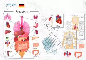 Vorschau - Arbeitsblätter - Anatomie des Menschen und dessen Organe, Busy Book - Deckblatt