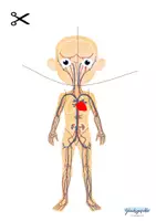 Vorschau - Spiele - Körper Puzzle 7 teilig, Biologie, Menschlicher Körper - Seite 2