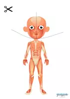 Vorschau - Spiele - Körper Puzzle 7 teilig, Biologie, Menschlicher Körper - Seite 3