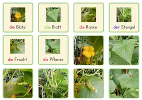 Vorschau - Spiele - 1 MINUTE ONLY Im Garten - die Pflanze (Paare finden) - Seite 2