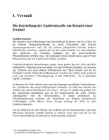 Vorschau - Experimente - Die Zelle - Heftreihe „Biologie in Experimenten“ - Seite 3