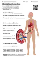 Vorschau - Arbeitsblätter - Lernposter + Arbeitsblatt "Niere" + Onlineübung & MP3 + Mindmap + Infografik - Seite 1