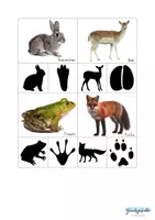 Vorschau - Spiele - Fußspuren Wald Tiere, Forscher Set - Seite 1