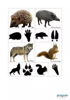 Vorschau - Spiele - Fußspuren Wald Tiere, Forscher Set - Seite 2
