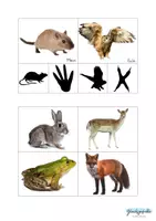 Vorschau - Spiele - Fußspuren Wald Tiere, Forscher Set - Seite 3