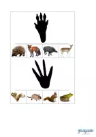 Vorschau - Stationenlernen - Silhouette Wald Tiere mit Klammer - Seite 3