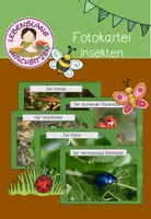 Vorschau - Unterrichtsreihen - Bundle: Insekten - Seite 1