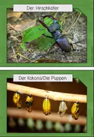 Vorschau - Unterrichtsreihen - Bundle: Insekten - Seite 2