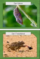 Vorschau - Unterrichtsreihen - Bundle: Insekten - Seite 3