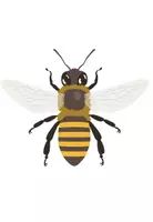 Vorschau - Unterrichtsreihen - Insekten: 2. Stunde (Kl.2/3) - Seite 1