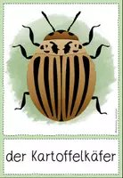 Vorschau - Unterrichtsreihen - Wort- und Bildkarten: Insekten - Seite 1