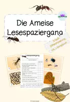 Vorschau - Arbeitsblätter - Lesespaziergang Ameise - Deckblatt