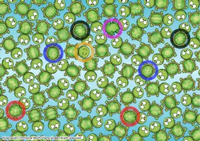 Vorschau - Spiele - Suchspiel und Wimmelbild Schildkröten - Seite 2
