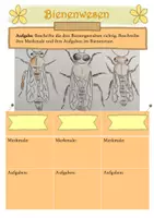 Vorschau - Arbeitsblätter - Materialpaket zum Thema Bienenstaat - Seite 1