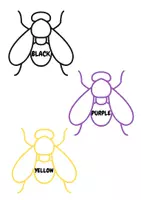 Aperçu - Cartes d'exercices - Anglais - Couleurs : Code mouche/ COLOUR FLY SWAT - Page 3
