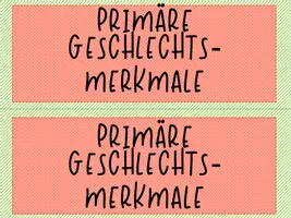 Vorschau - Arbeitsblätter - Sexuelle Bildung: Geschlechtsmerkmale - Seite 3