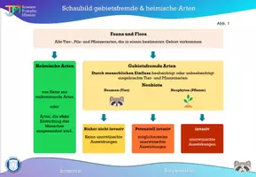 Vorschau - Stundenentwürfe - Was bedeutet Invasivität + Waschbär Special - Seite 3