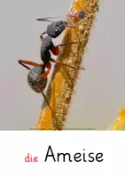 Vorschau - Fördermaterial/Inklusion - Wiesentiere Tafelmaterial - Tiere der Wiese Klasse 2 - Die Wiese DaZ - Seite 3