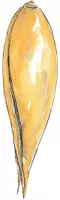 Vorschau - selbst erstellte Cliparts/Grafiken - GetreideCliparts (Hafer, Gerste, Mais, Roggen, Weizen und Co) - Seite 3