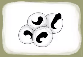 Vorschau - Präsentationen/Tafelbilder - Entwicklung des Frosches - Tafelmaterial (Bild- und Wortkarten) - Seite 3